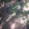Plants: image 71 Of 208 Thumb